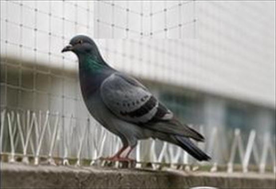 Dispositif anti-pigeons installé sur un bâtiment